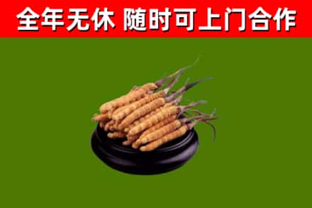 临武县回收冬虫夏草