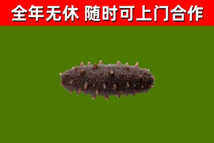 临武县回收海参干